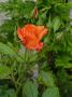 lysiane:plantes_du_jardin:roses:p1010320r.jpg