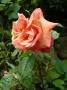 lysiane:plantes_du_jardin:roses:p1010367r.jpg