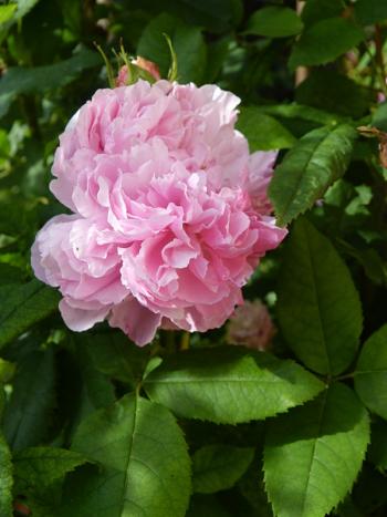 p1010381r.jpg