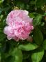 lysiane:plantes_du_jardin:roses:p1010381r.jpg