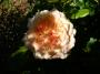 lysiane:plantes_du_jardin:roses:p1010384r.jpg