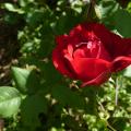 p1010387r.jpg