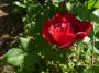 lysiane:plantes_du_jardin:roses:p1010387r.jpg