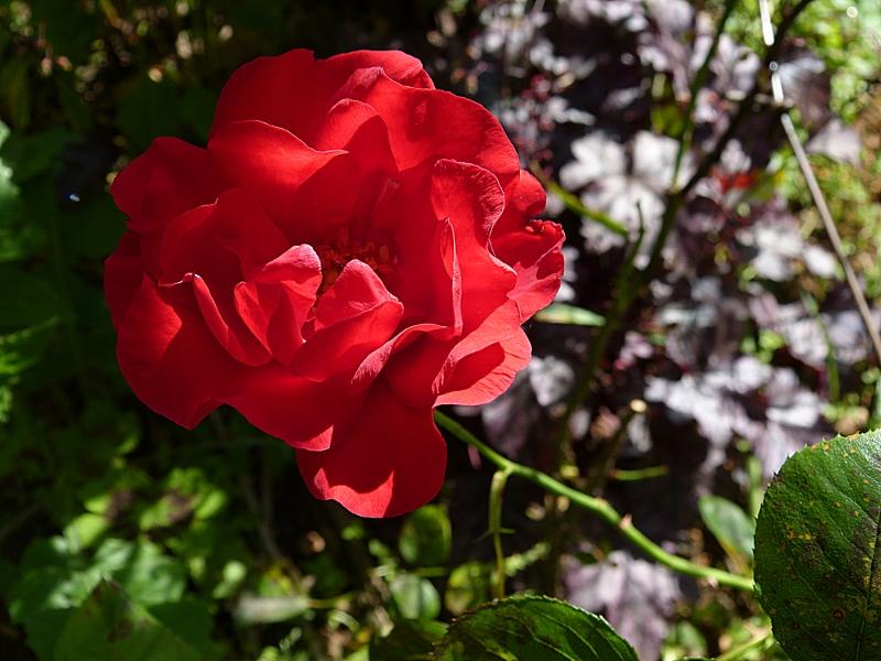 p1010388r.jpg