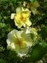 lysiane:plantes_du_jardin:roses:p1010393r.jpg