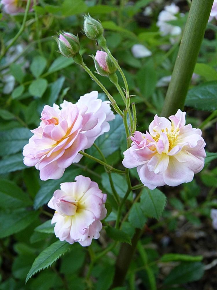 p1010412r.jpg