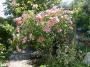 lysiane:plantes_du_jardin:roses:p1010428r.jpg