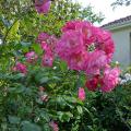 p1010443r.jpg