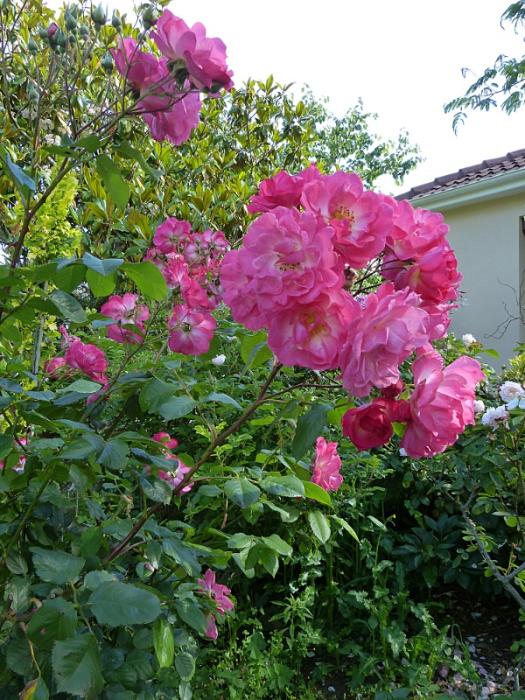 p1010443r.jpg