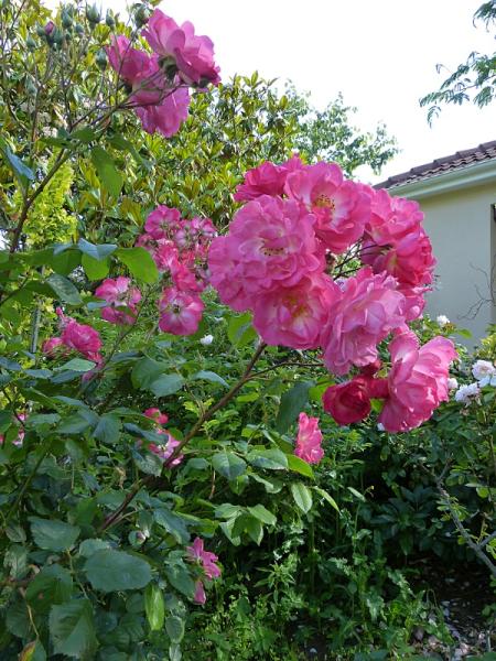p1010443r.jpg