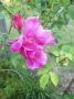 lysiane:plantes_du_jardin:roses:p1010448.jpg