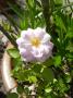 lysiane:plantes_du_jardin:roses:p1010715.jpg