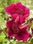 lysiane:plantes_du_jardin:roses:p1020177.jpg