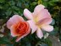 lysiane:plantes_du_jardin:roses:p1020329r.jpg