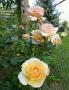 lysiane:plantes_du_jardin:roses:p1020474r.jpg