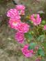 lysiane:plantes_du_jardin:roses:p1030579r.jpg