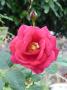 lysiane:plantes_du_jardin:roses:p1030638r.jpg