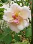 lysiane:plantes_du_jardin:roses:p1030651r.jpg