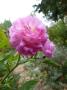 lysiane:plantes_du_jardin:roses:p1030659r.jpg