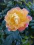 lysiane:plantes_du_jardin:roses:p1040693r.jpg