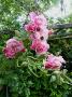 lysiane:plantes_du_jardin:roses:p1050963.jpg