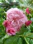 lysiane:plantes_du_jardin:roses:p1050964.jpg