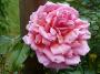 lysiane:plantes_du_jardin:roses:p1060497.jpg