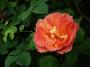 lysiane:plantes_du_jardin:roses:p1070347.jpg