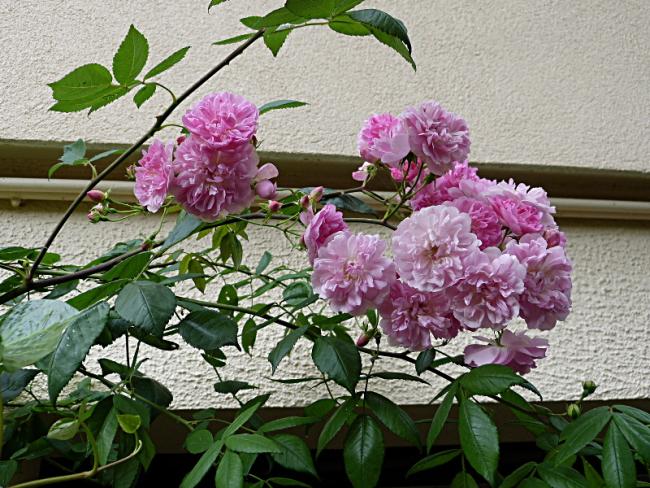 p1070581.jpg