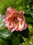 lysiane:plantes_du_jardin:roses:p1070780.jpg