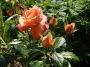 lysiane:plantes_du_jardin:roses:p1070821.jpg