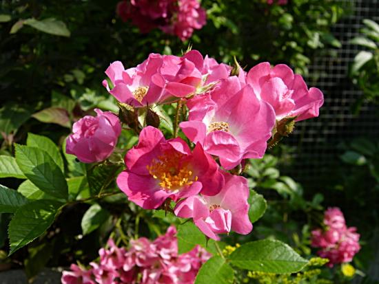 p1070847.jpg