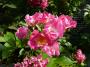 lysiane:plantes_du_jardin:roses:p1070847.jpg