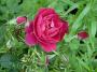 lysiane:plantes_du_jardin:roses:p1070948.jpg
