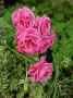 lysiane:plantes_du_jardin:roses:p1070974r.jpg