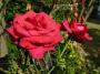 lysiane:plantes_du_jardin:roses:p1080010.jpg