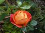 lysiane:plantes_du_jardin:roses:p1110927.jpg