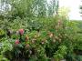 lysiane:plantes_du_jardin:roses:p1110942.jpg
