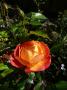 lysiane:plantes_du_jardin:roses:p1110958.jpg