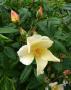 lysiane:plantes_du_jardin:roses:p1110993.jpg