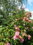 lysiane:plantes_du_jardin:roses:p1120031.jpg
