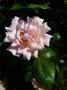 lysiane:plantes_du_jardin:roses:p1120094.jpg