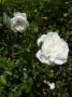lysiane:plantes_du_jardin:roses:p1120145.jpg