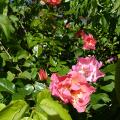 p1120158.jpg