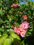 lysiane:plantes_du_jardin:roses:p1120158.jpg