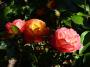 lysiane:plantes_du_jardin:roses:p1120235.jpg