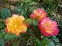 lysiane:plantes_du_jardin:roses:p1120286.jpg