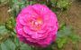lysiane:plantes_du_jardin:roses:p1120410.jpg