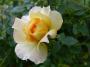 lysiane:plantes_du_jardin:roses:p1120563.jpg