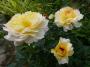 lysiane:plantes_du_jardin:roses:p1120564.jpg